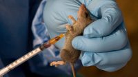 How a Nigerian genome team contained a Lassa fever outbreak with international partners